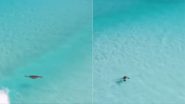 समंदर की मदमस्त लहरों के बीच अटखेलियां करता दिखा सी-लायन, अद्भुत नजारे ने जीता लोगों का दिल (Watch Viral Video)